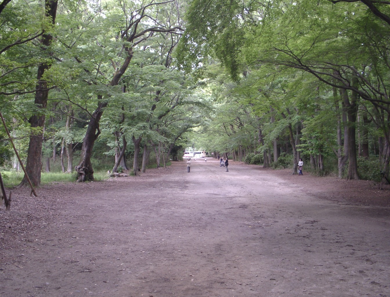 다다스노모리(糺の森) · 시모가모 신사 경내의 숲길이다. 본점은 이 숲 가까이에 있다. ⓒyasui, CC BY-SA 3.0 (Wikimedia Commons)